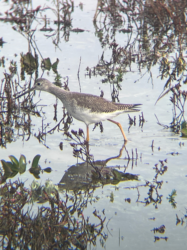 Greater Yellowlegs (Tringa melanoleuca), photo 4