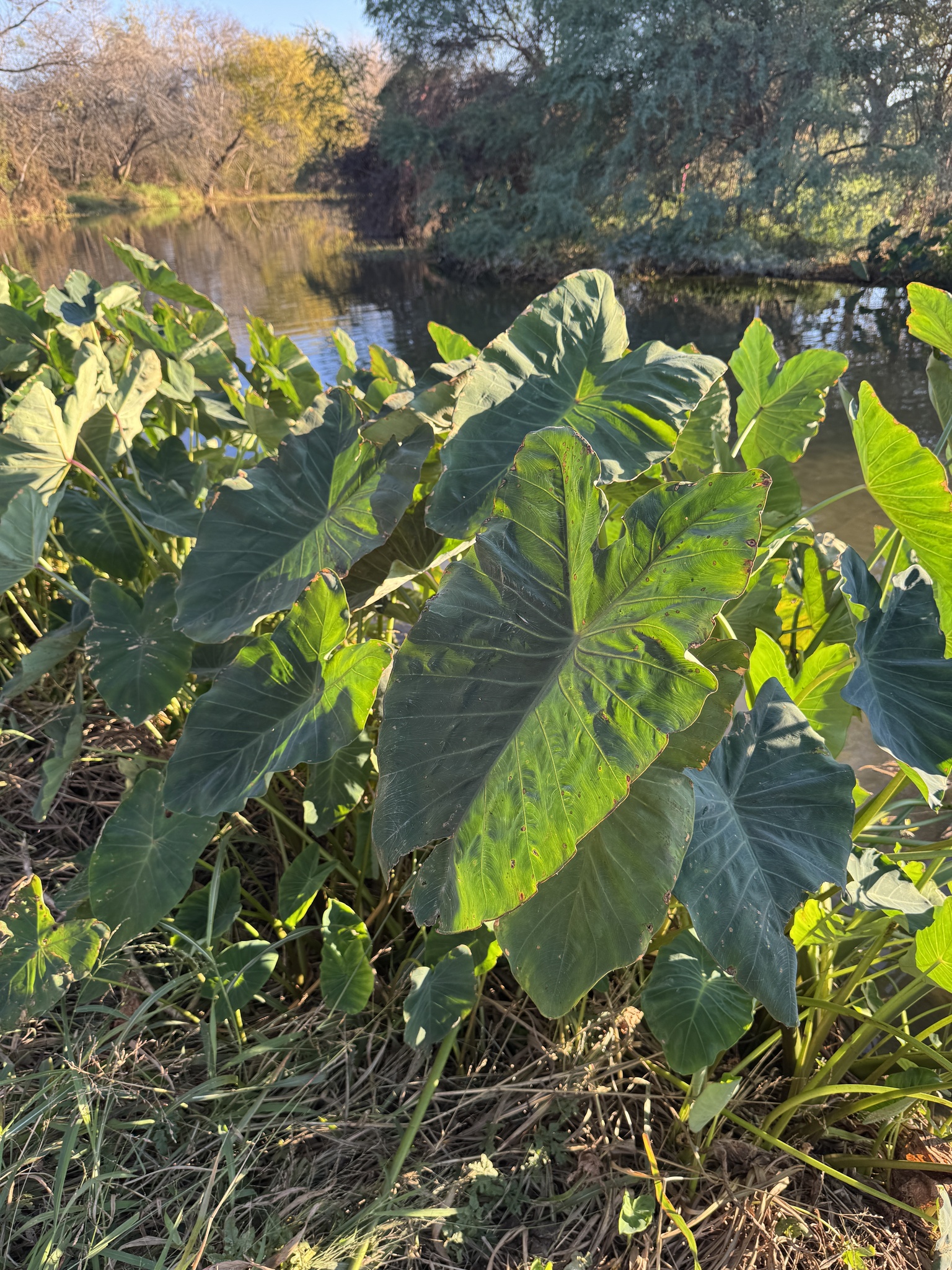 Taro