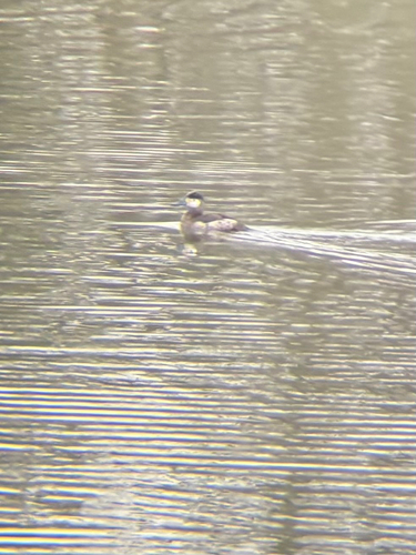 Ruddy Duck (Oxyura jamaicensis), photo 9