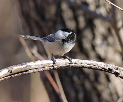 Black-capped Chickadee