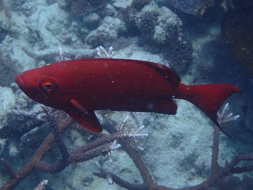 Bigeye (Priacanthus hamrur) — Priacanthidae