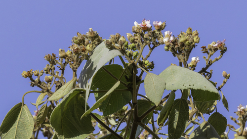 Melochia umbellata, photograph 6