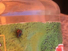 Sinopla perpunctatus