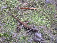 Anolis oxylophus