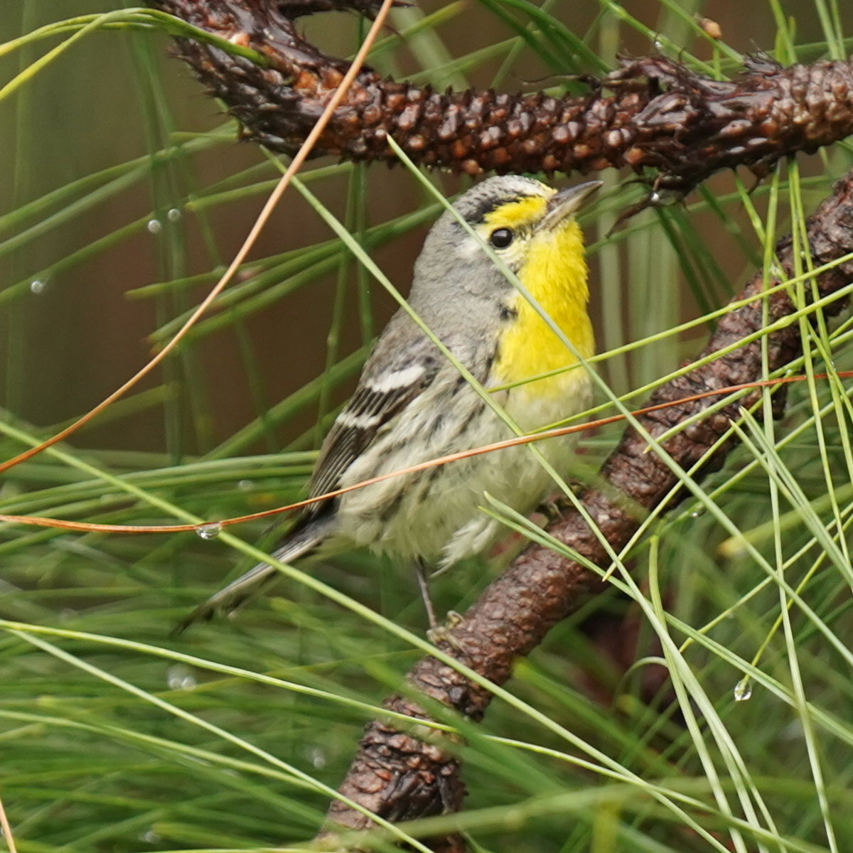 Grace's Warbler (Setophaga graciae), photo 1