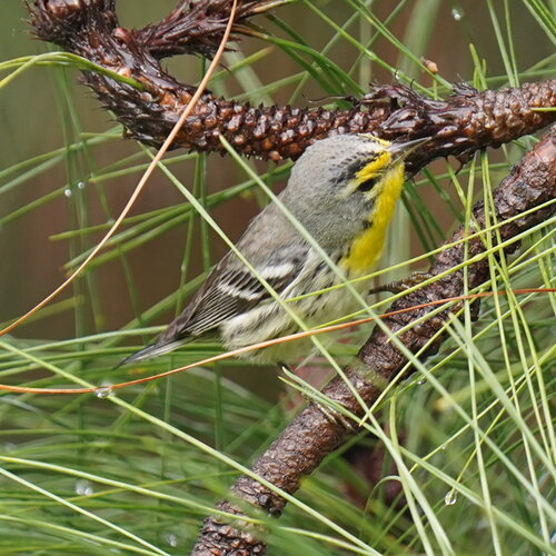 Grace's Warbler (Setophaga graciae), photo 2