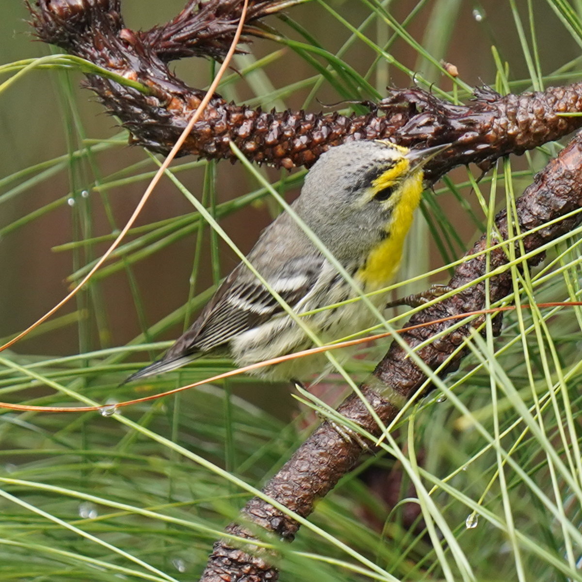 Grace's Warbler (Setophaga graciae), photo 2