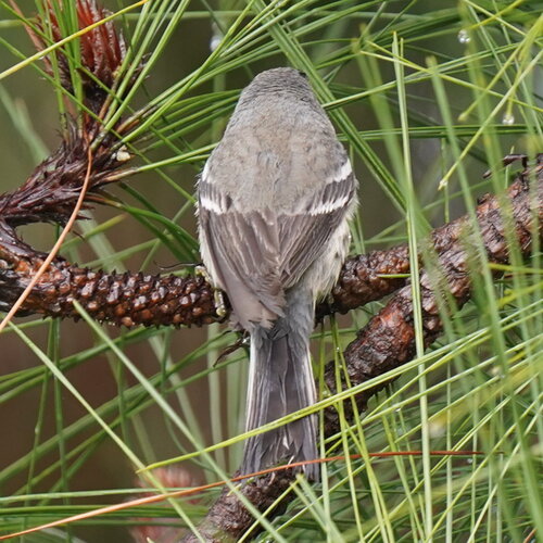 Grace's Warbler (Setophaga graciae), photo 7