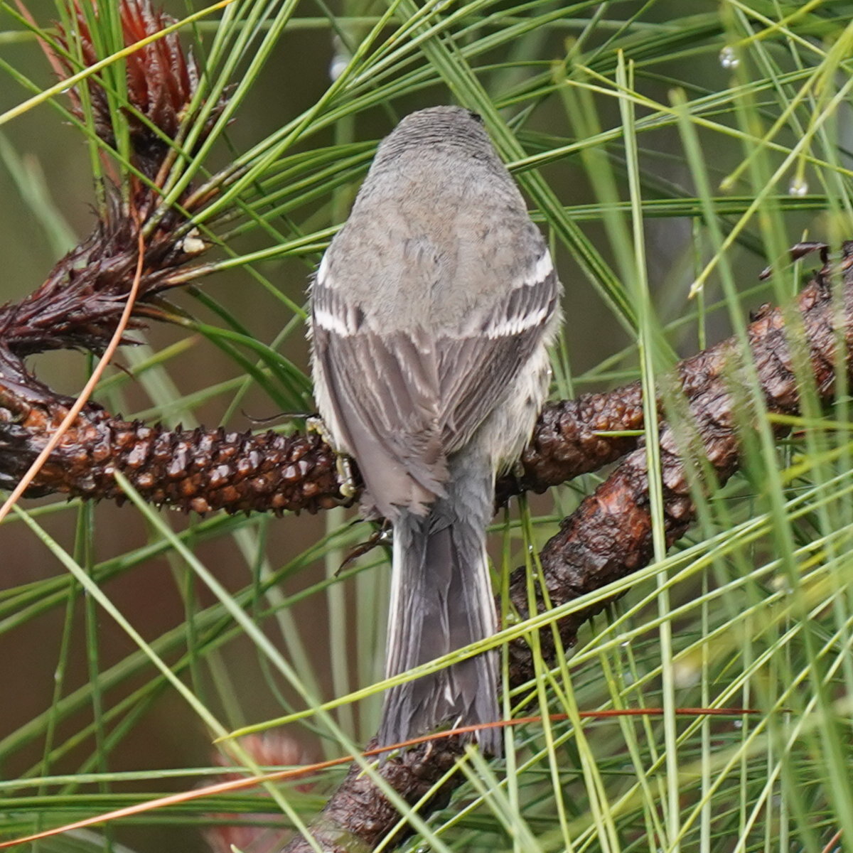 Grace's Warbler (Setophaga graciae), photo 7
