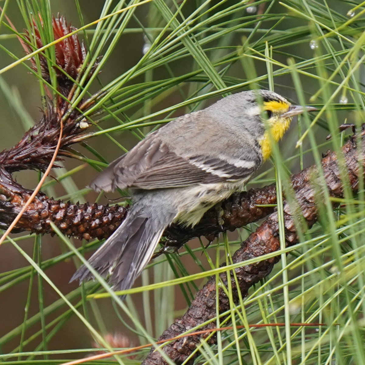 Grace's Warbler (Setophaga graciae), photo 8