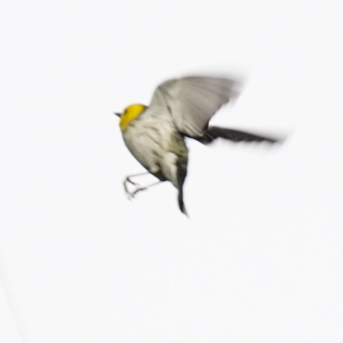 Grace's Warbler (Setophaga graciae), photo 9