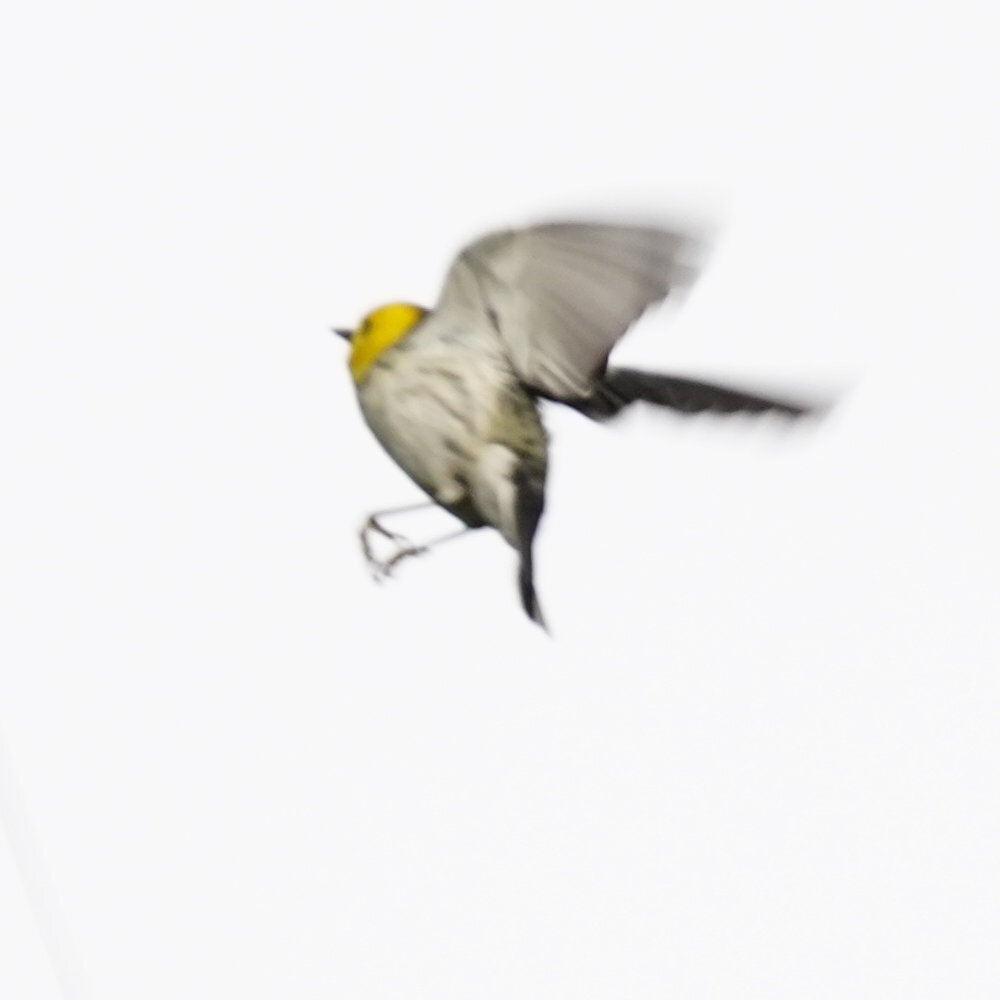 Grace's Warbler (Setophaga graciae), photo 9