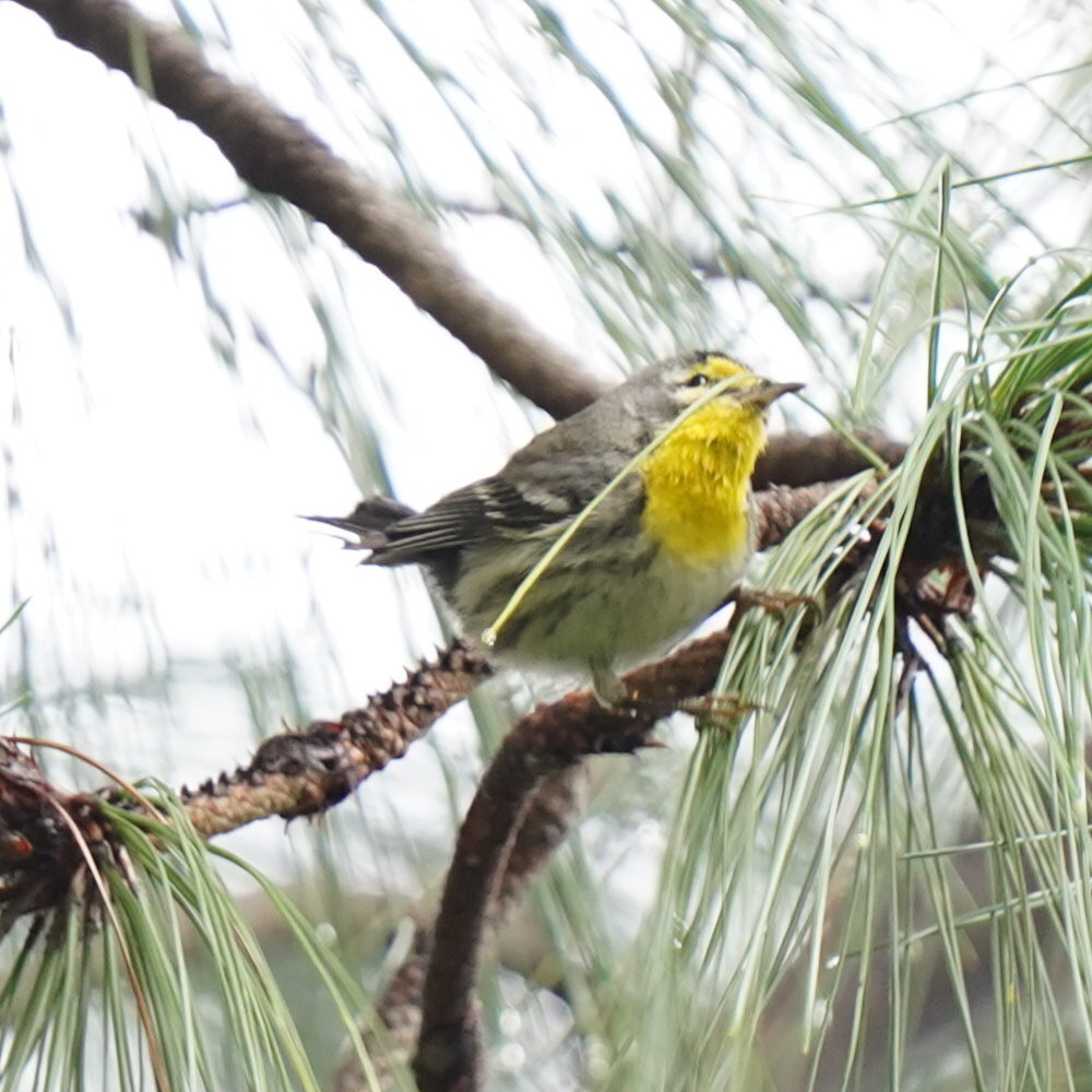 Grace's Warbler (Setophaga graciae), photo 10