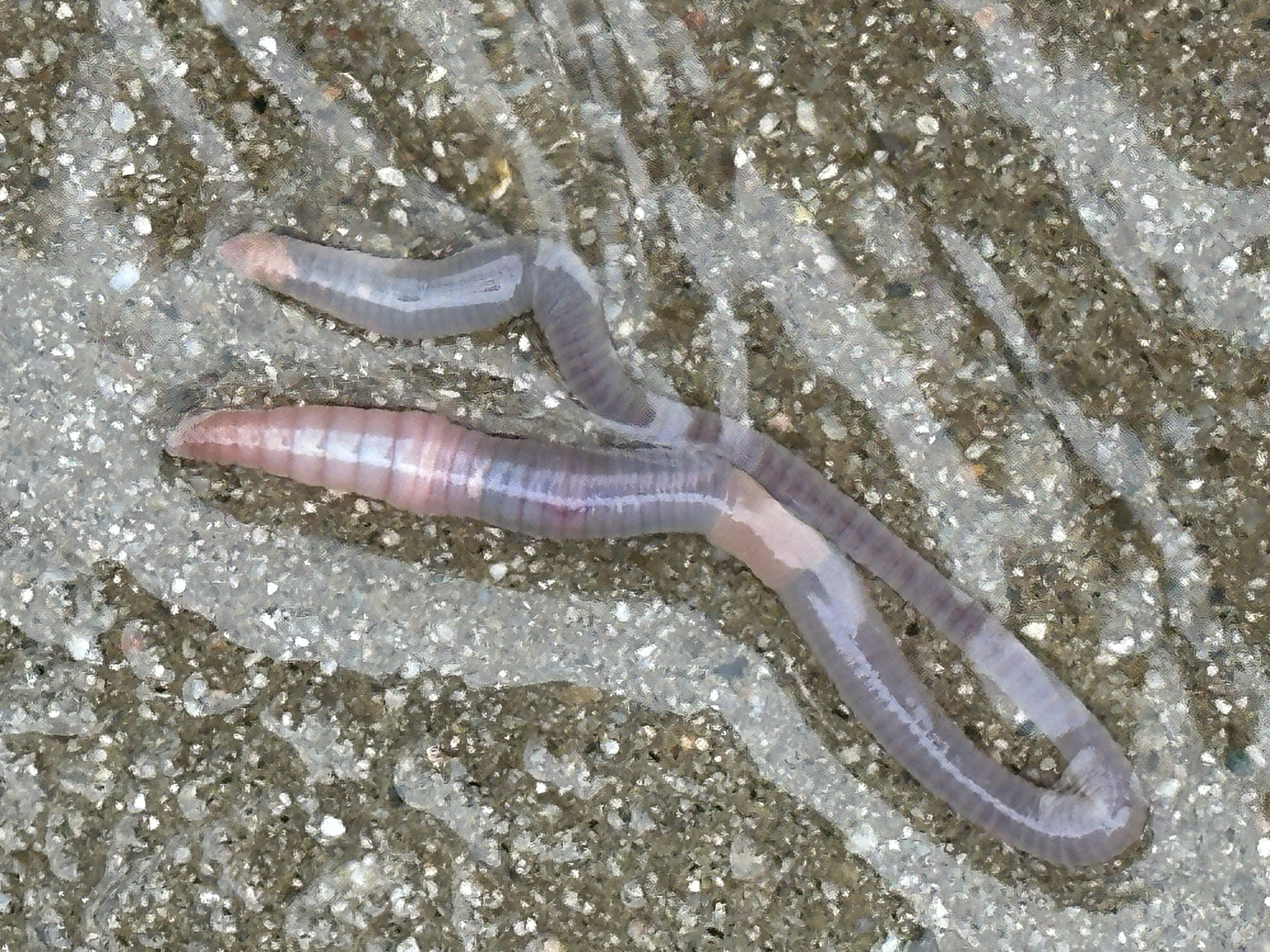 Octolasion cyaneum (Savigny, 1826)