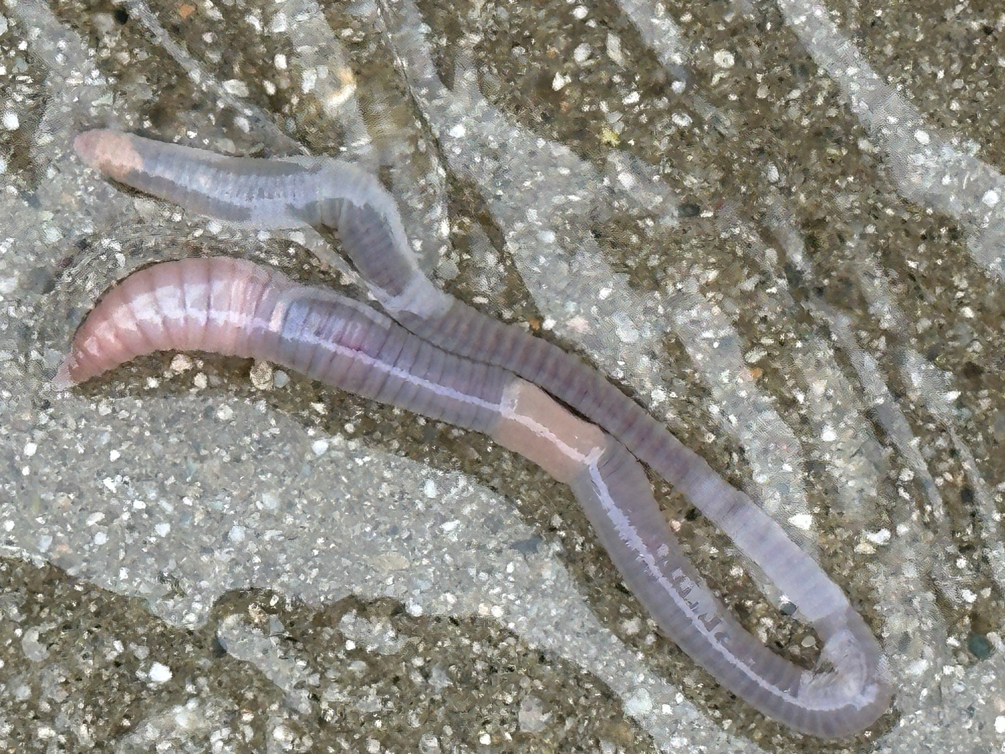 Octolasion cyaneum (Savigny, 1826)