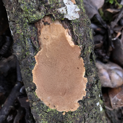 Fuscoporia ferruginosa