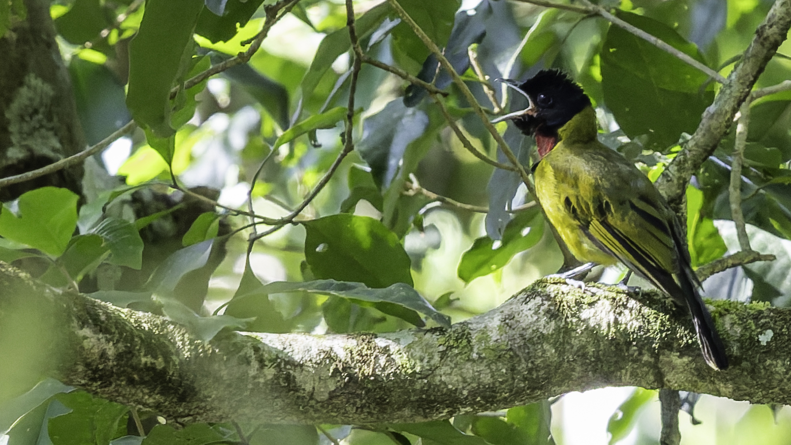Bare-throated Whistler (Pachycephala nudigula), photo 1
