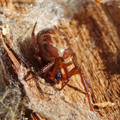 Steatoda nobilis