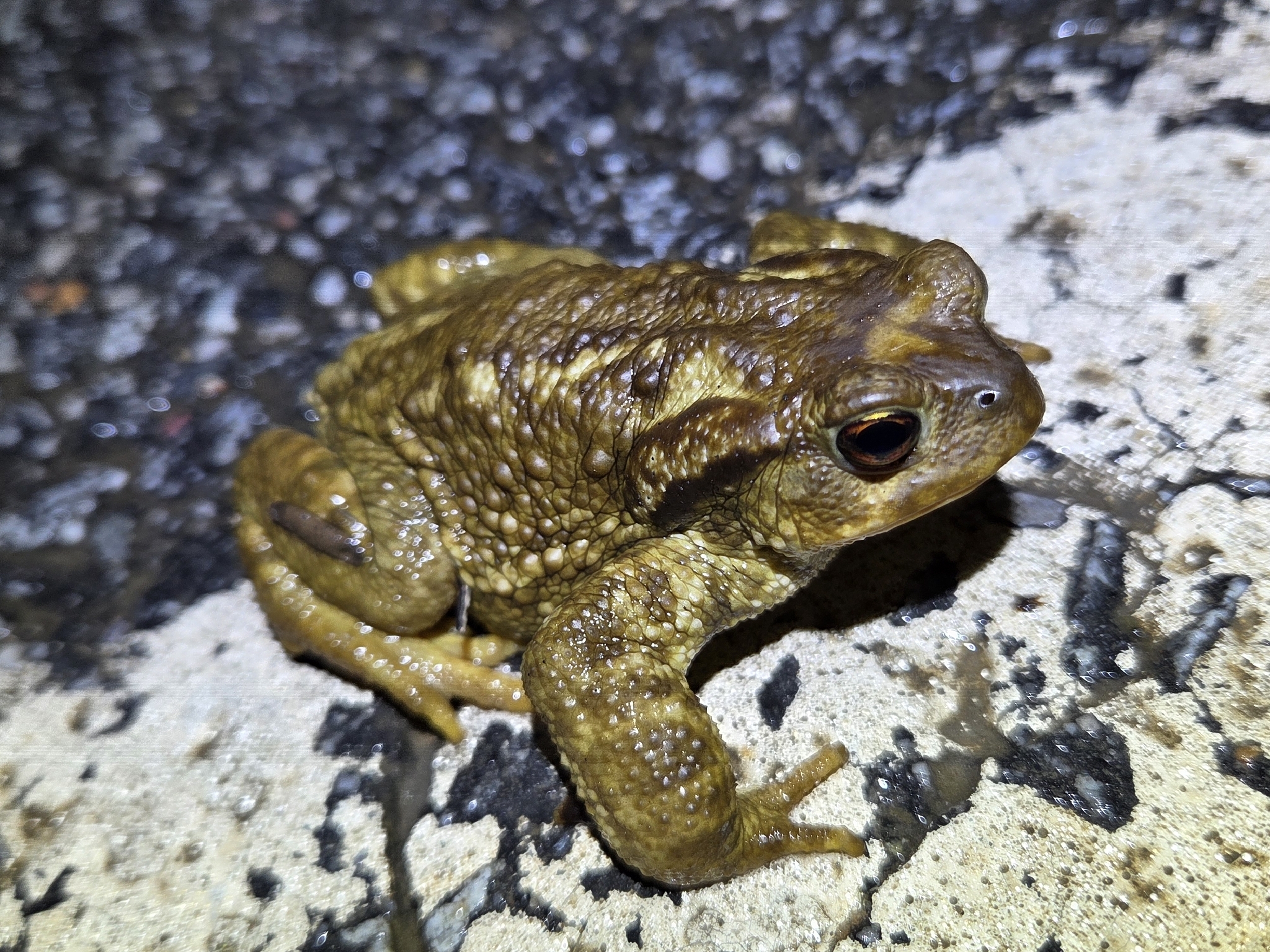 Bufo rubroventromaculatus