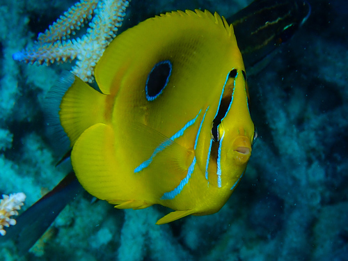 Archer butterflyfish (Chaetodon bennetti) — Chaetodontidae — 3