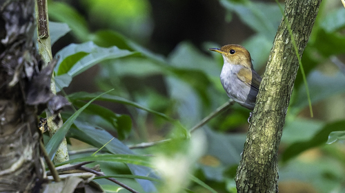 Russet-capped Tesia (Tesia everetti), photo 4