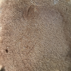 Fuscoporia ferruginosa