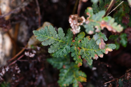 Gray's Cloak Fern (Notholaena grayi)
