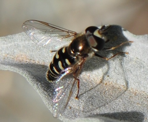 Unknown species found near Pinnacle Peak, Scottsdale, AZ, USA