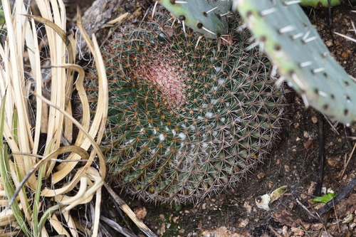 Ball cactus