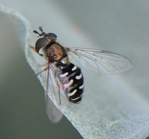 Unknown species found near North Scottsdale, Scottsdale, AZ, USA