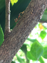 Oecophylla smaragdina