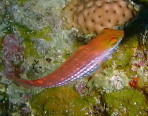 Groenvlek-papegaaivis (Sparisoma atomarium) — Scaridae — 4