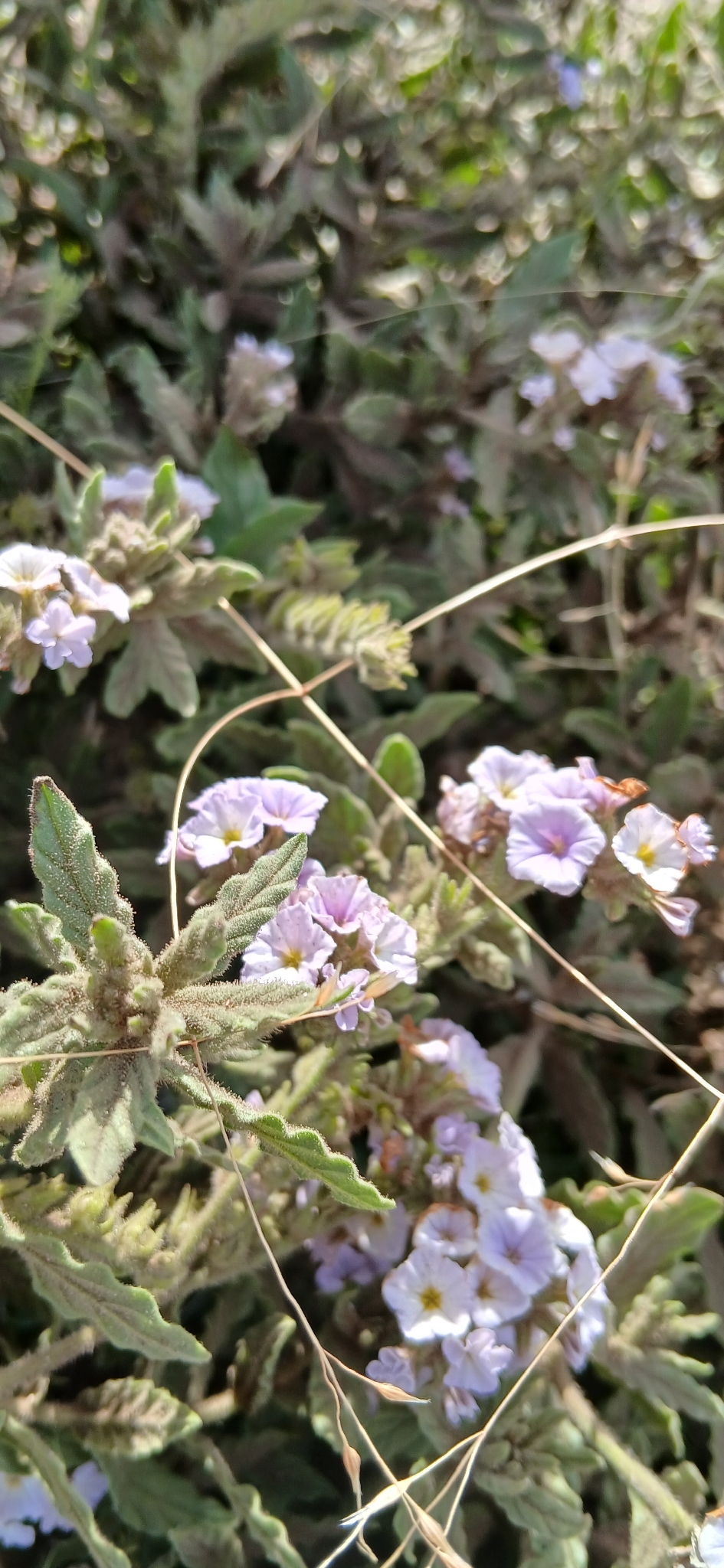 Clasping heliotrope