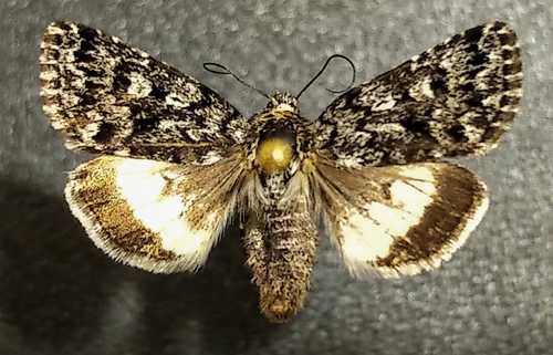 Sympistis heliophila