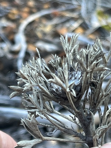 Pincushion Coneflower (Isopogon dubius)
