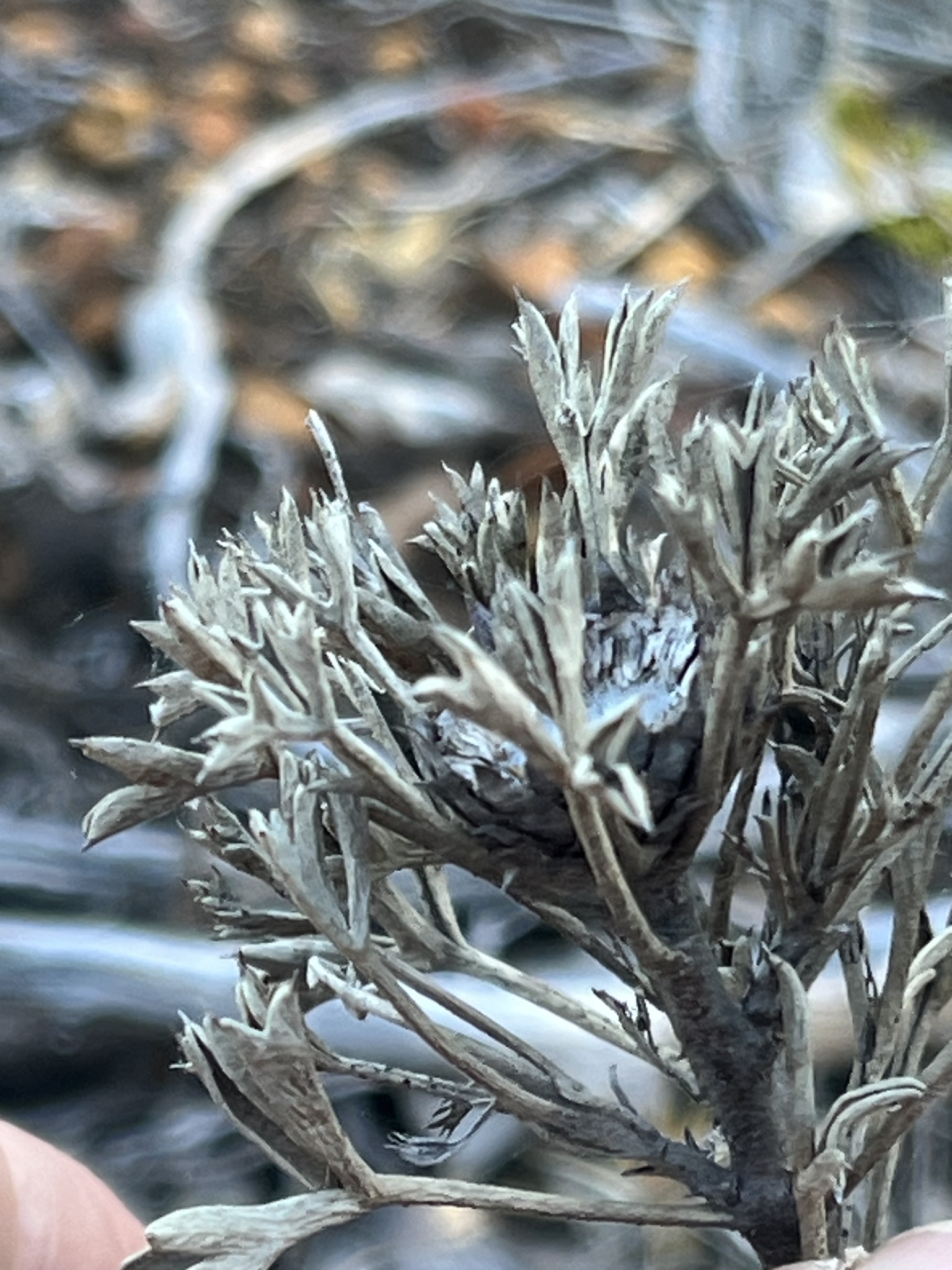 Pincushion Coneflower (Isopogon dubius)