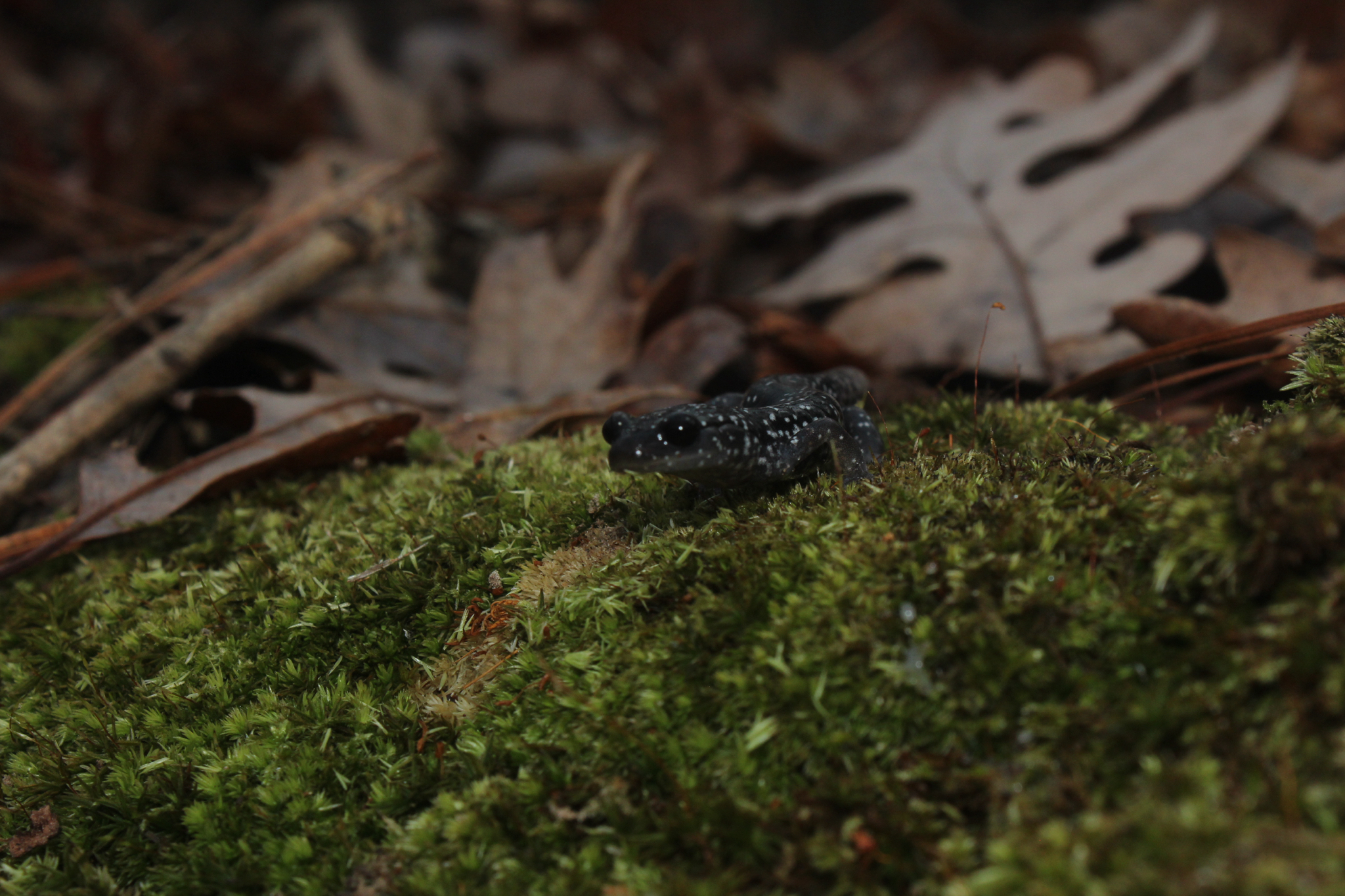 Plethodon cylindraceus (Harlan, 1825)