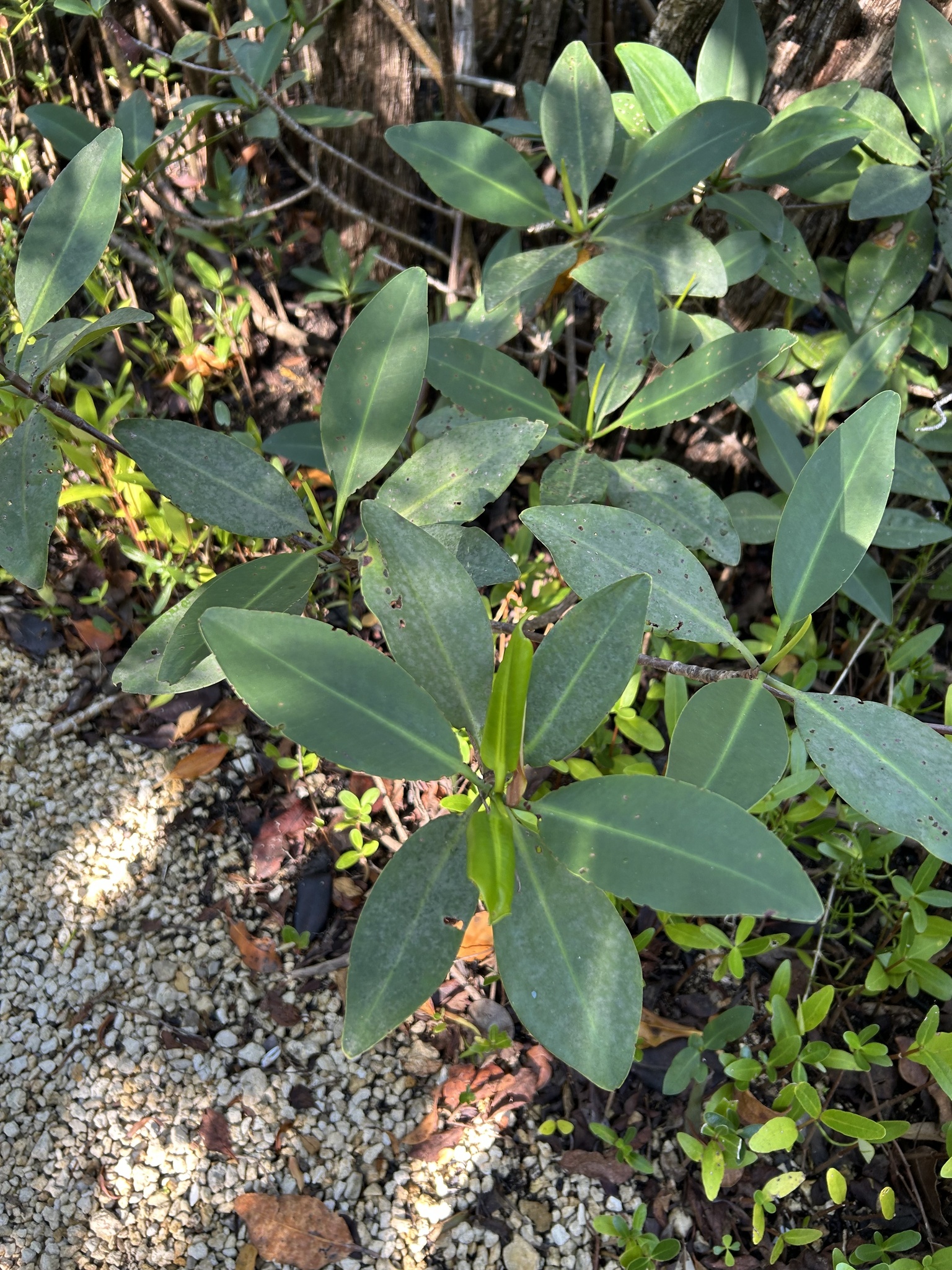 Red mangrove