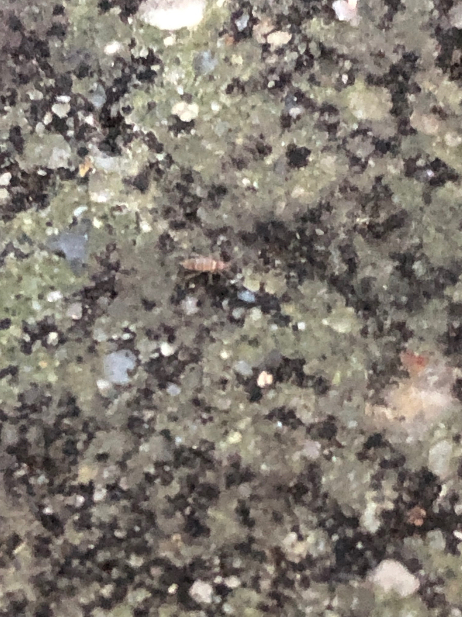 Entomobrya atrocincta Schött, 1896