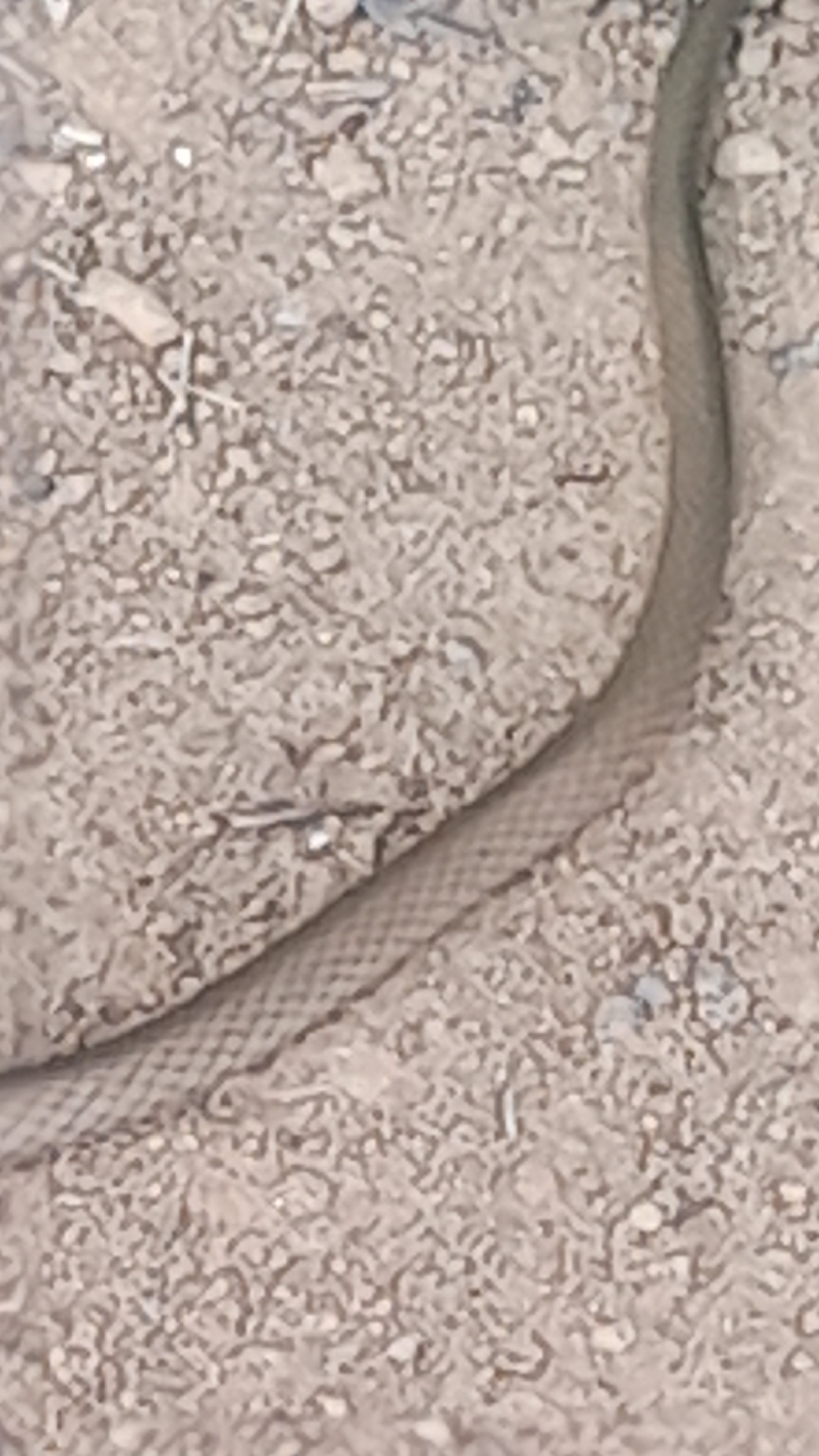 Demansia psammophis (Schlegel, 1837)