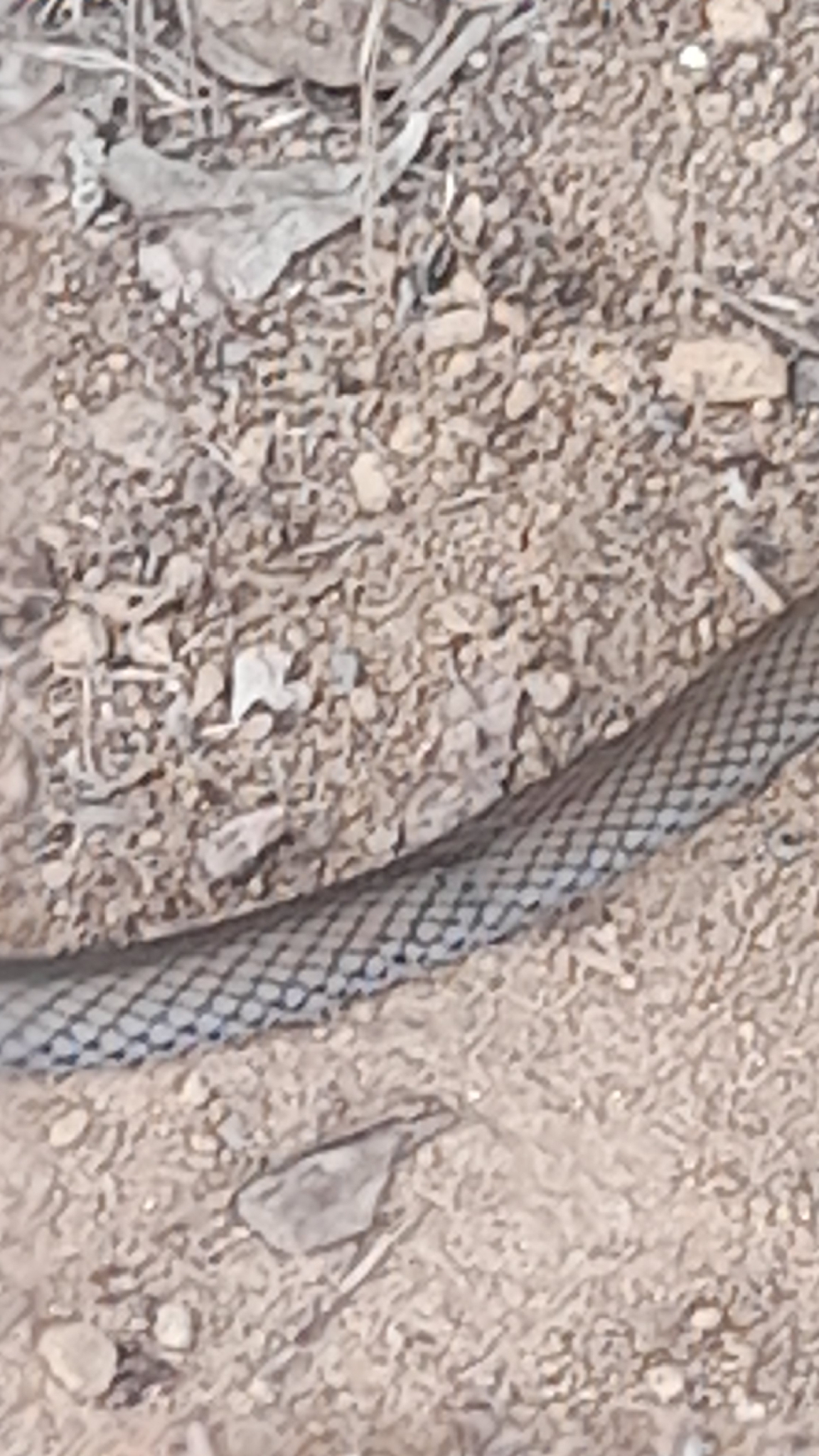 Demansia psammophis (Schlegel, 1837)