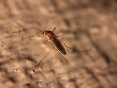 Culex quinquefasciatus