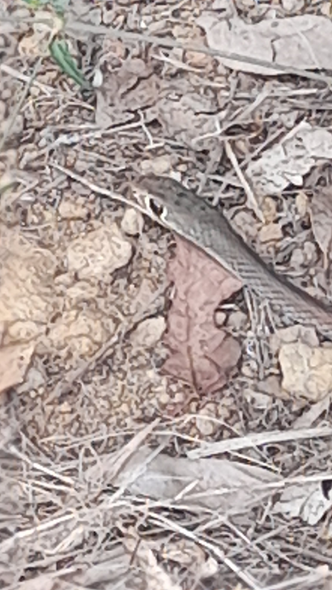 Demansia psammophis (Schlegel, 1837)