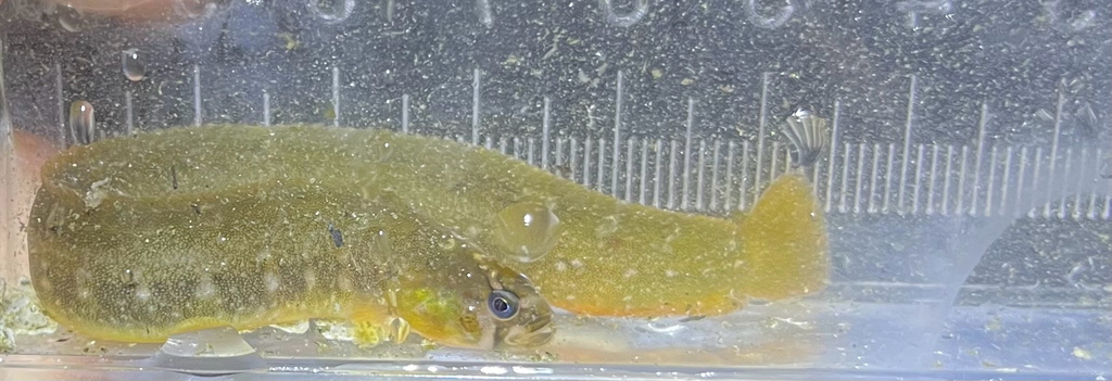 Bracketed blenny (Pholis laeta) — Pholidae