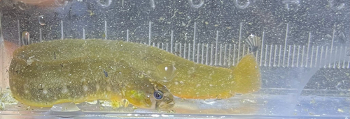 Bracketed blenny (Pholis laeta) — Pholidae