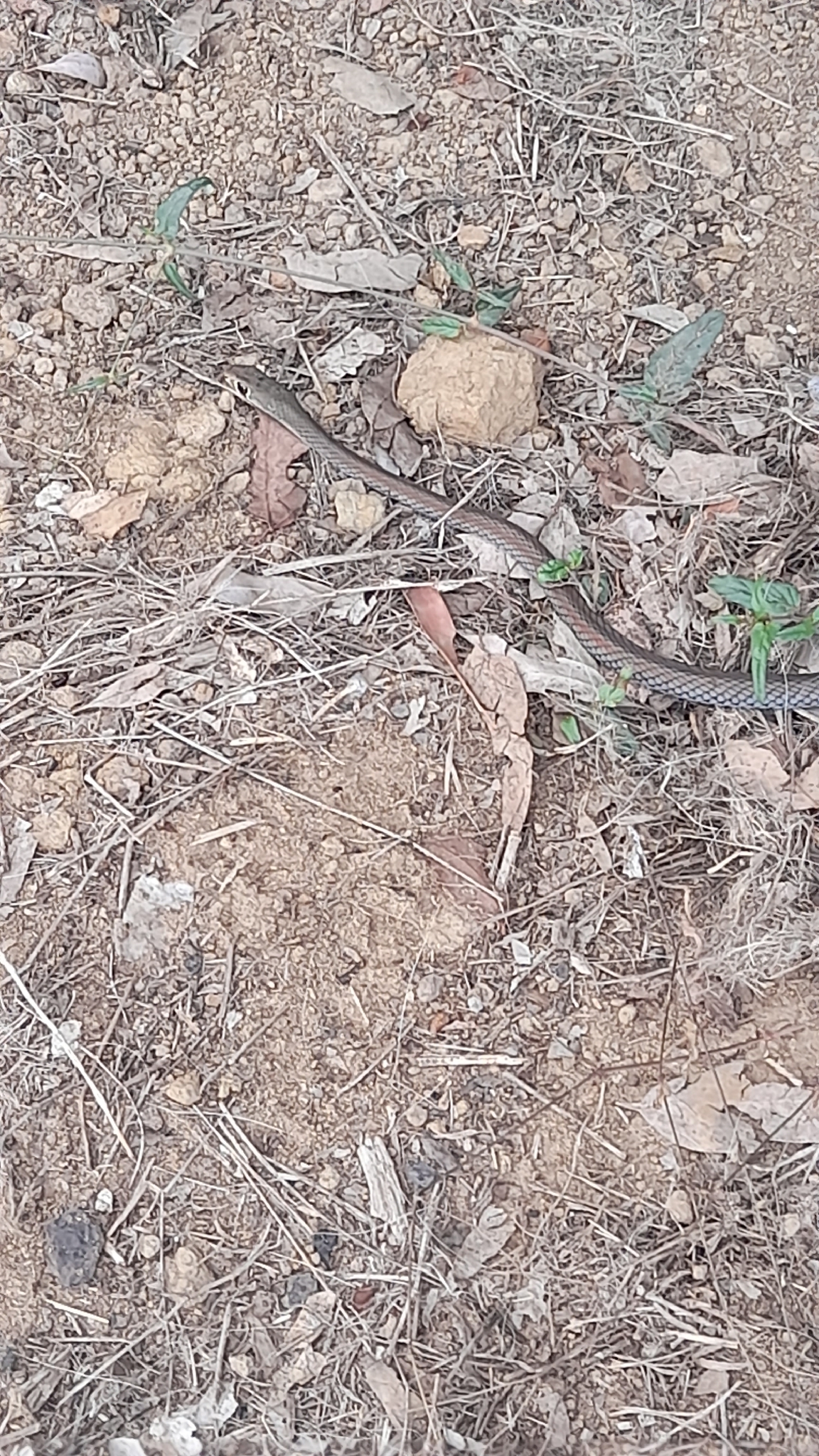 Demansia psammophis (Schlegel, 1837)