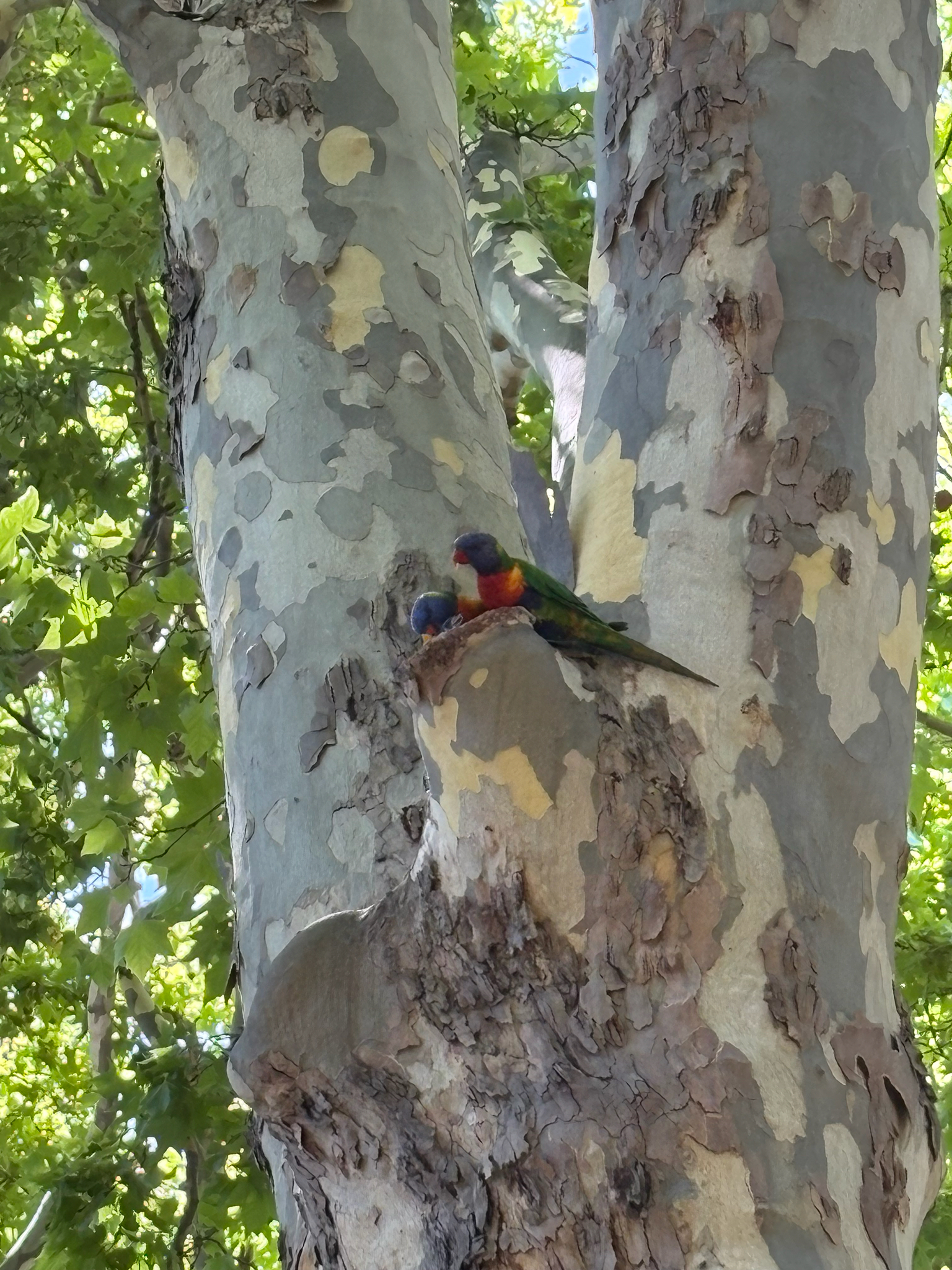 Coconut Lorikeet (Trichoglossus haematodus), photo 8