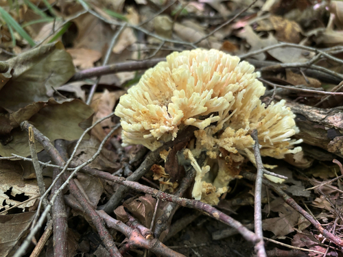 iNaturalist observation photo of jellied false coral fungus
