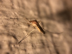 Culex quinquefasciatus