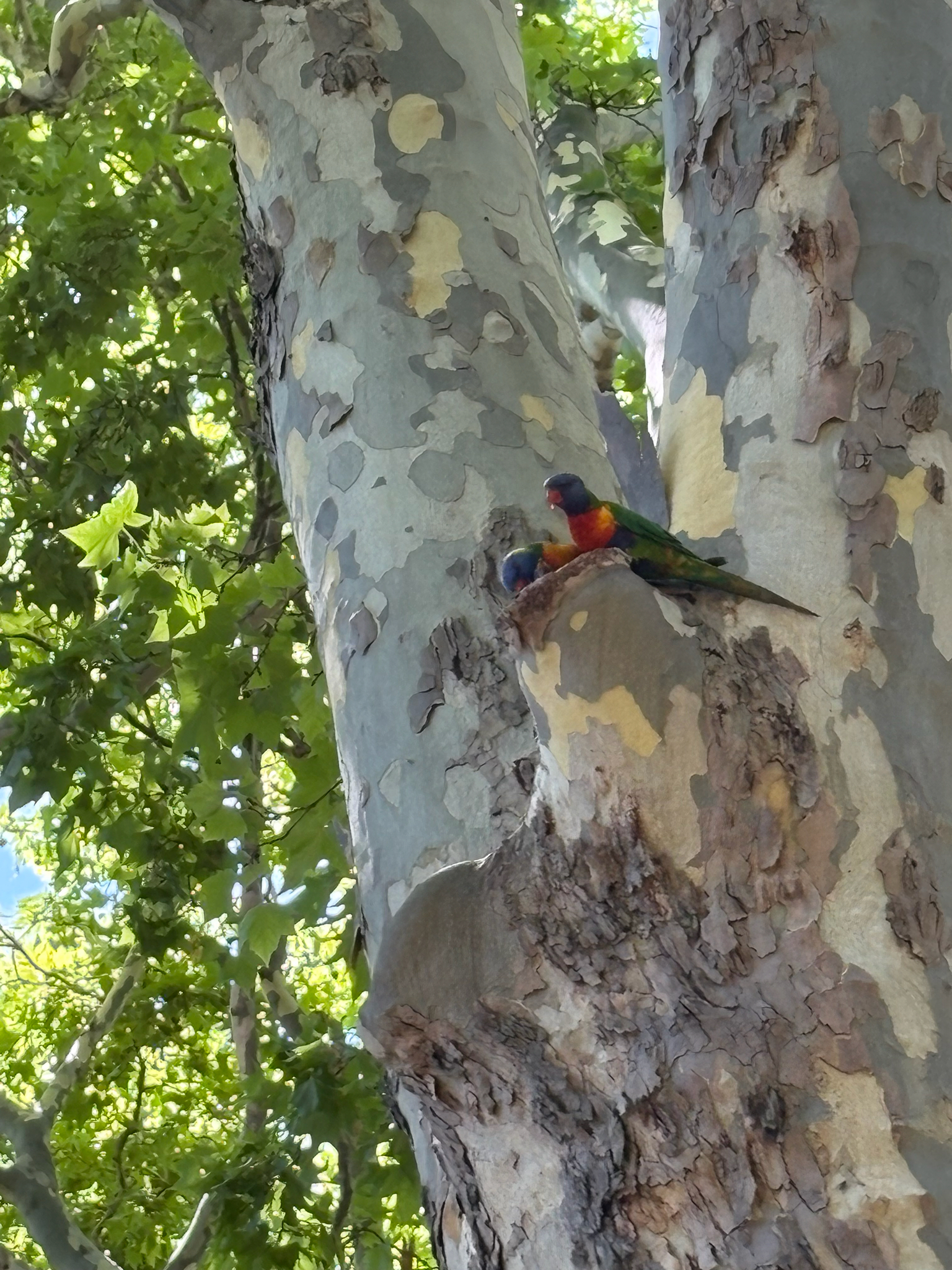 Coconut Lorikeet (Trichoglossus haematodus), photo 7